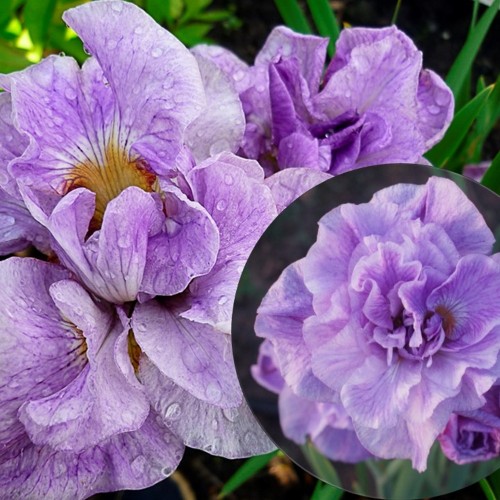 Iris sibirica 'Rigamarole' - Siberi iiris 'Rigamarole' P13/1L